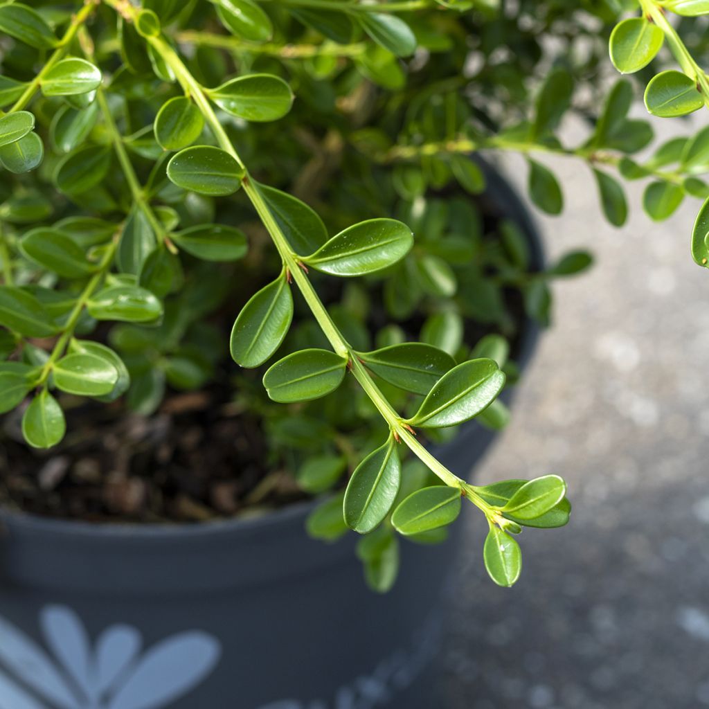 Buxus Betterbuxus Renaissance - Buchsbaum