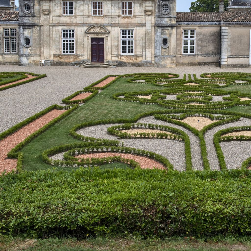 Buxus Betterbuxus Renaissance - Buchsbaum