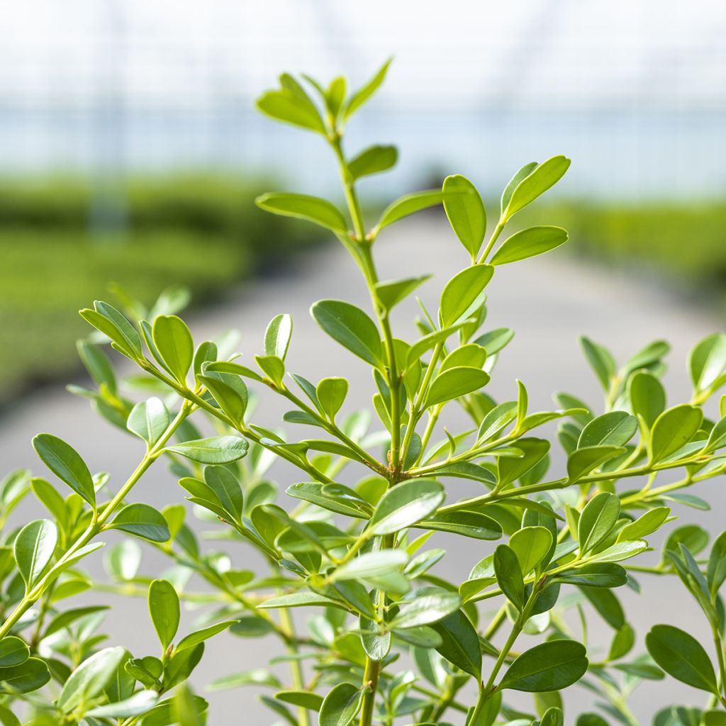 Buxus Betterbuxus Skylight - Buchsbaum