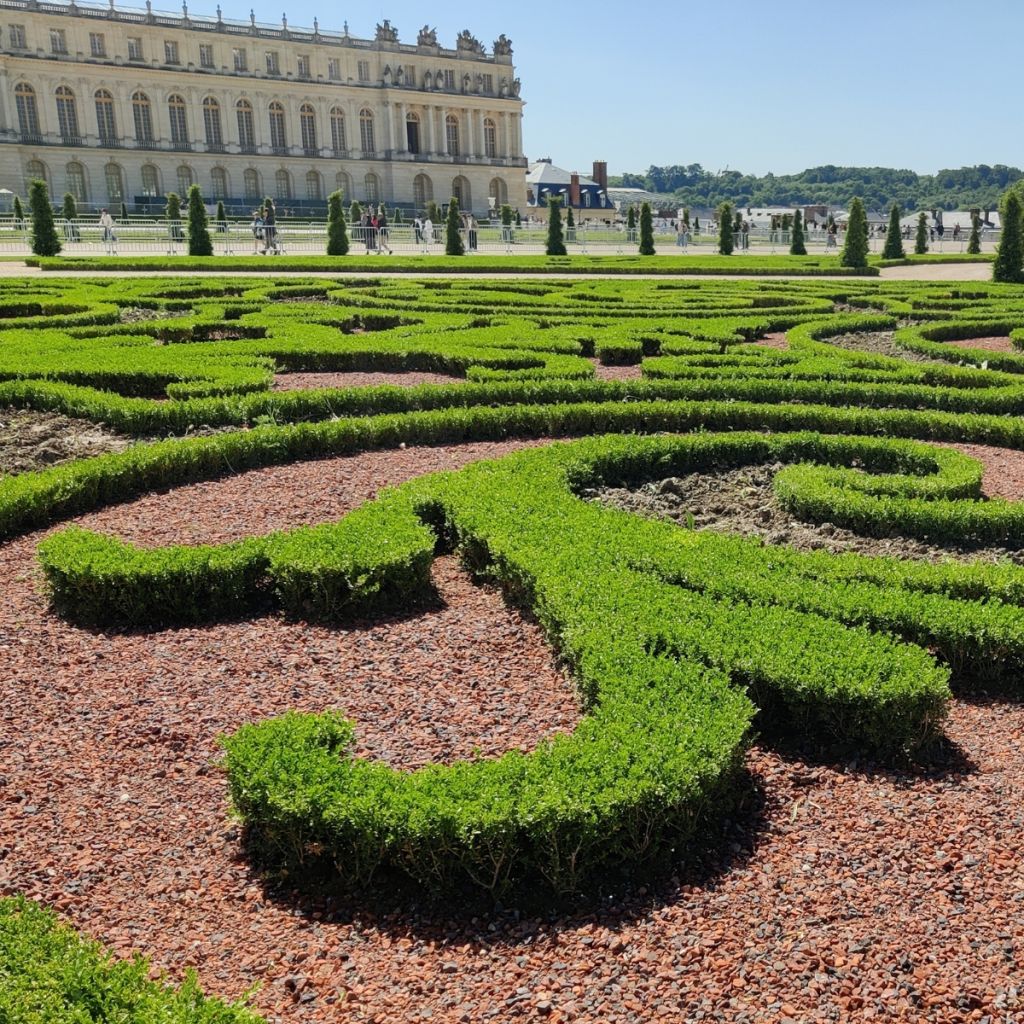 Buxus Betterbuxus Skylight - Buchsbaum