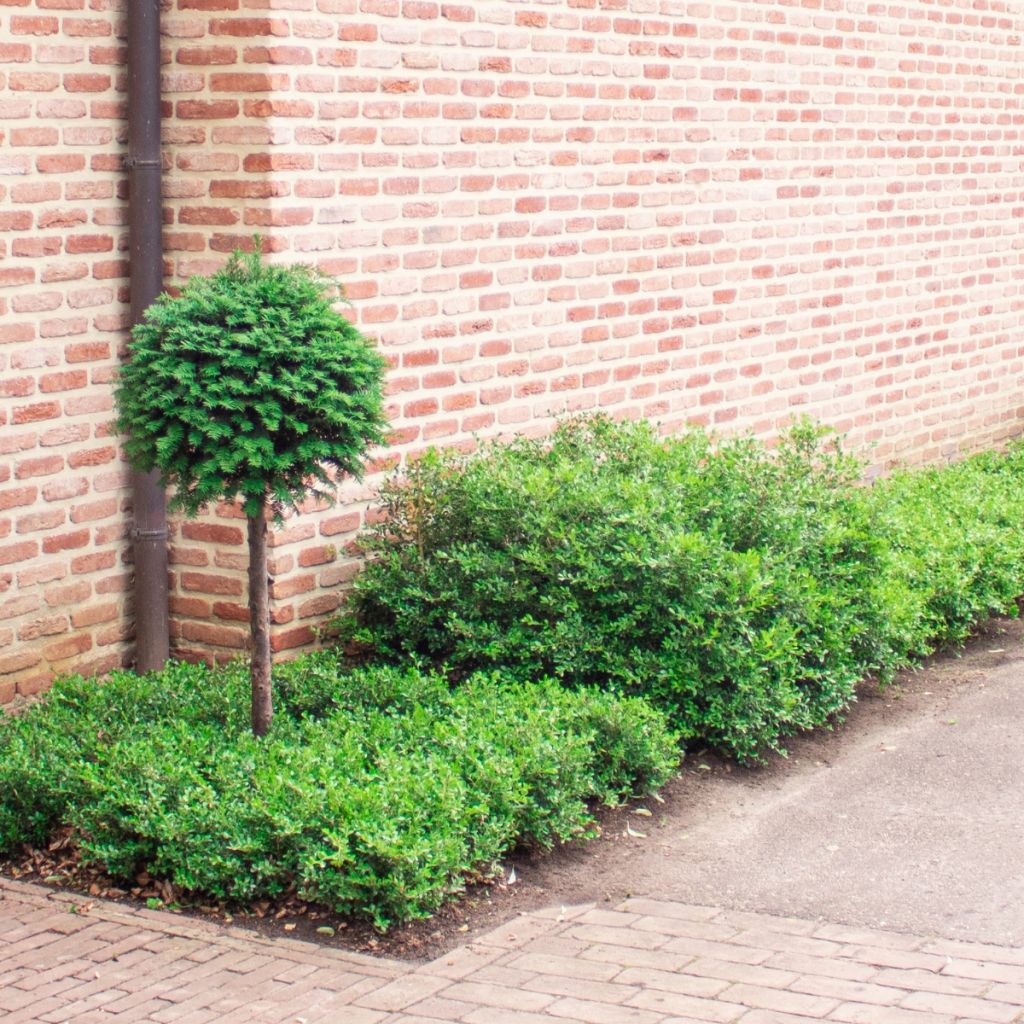 Buxus Betterbuxus Skylight - Buchsbaum