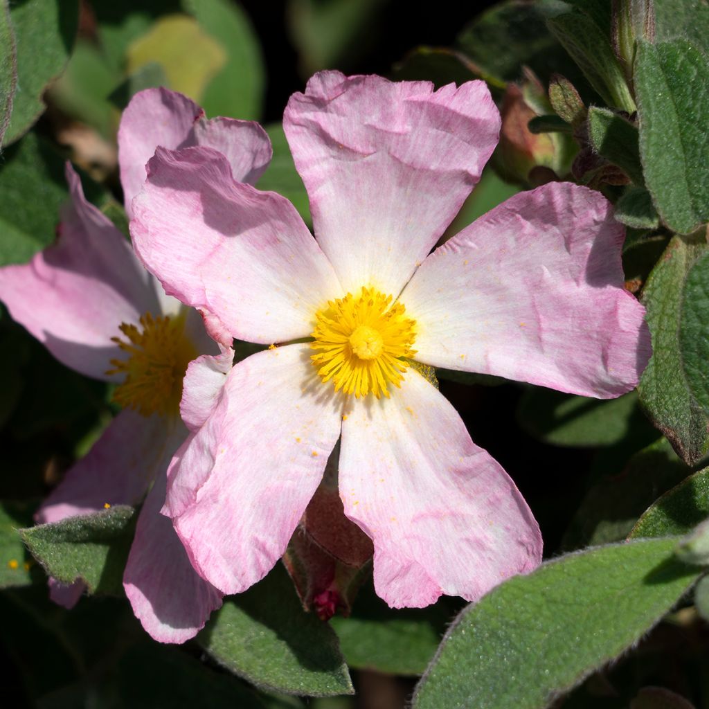 Zistrose Grayswood Pink - Cistus lenis