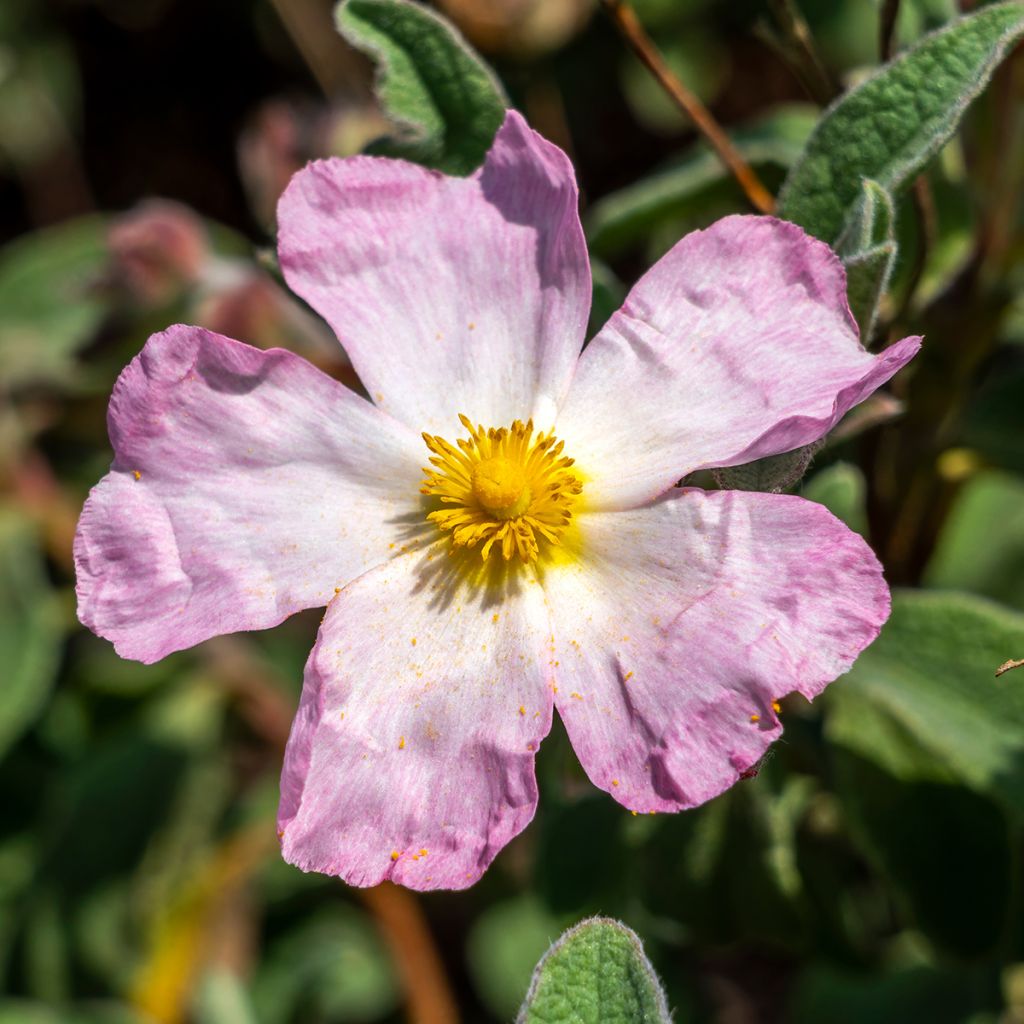 Zistrose Grayswood Pink - Cistus lenis