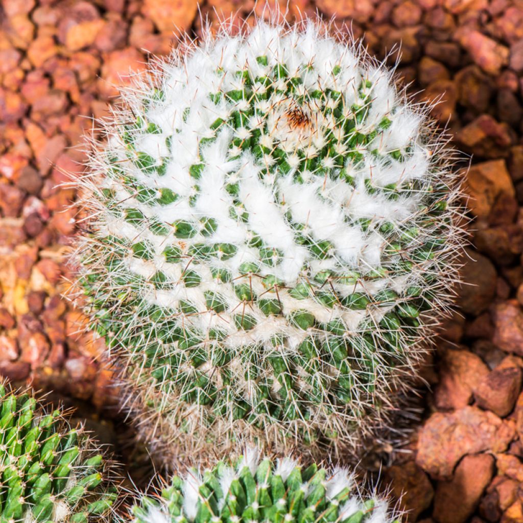 Kaktus - Mammillaria pringlei