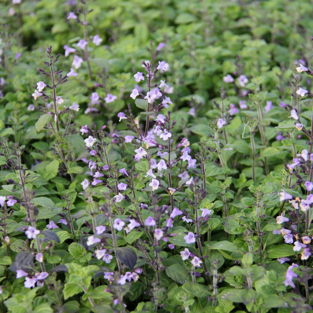 Calamintha nepeta Marvelette Blue - Kleine Bergminze