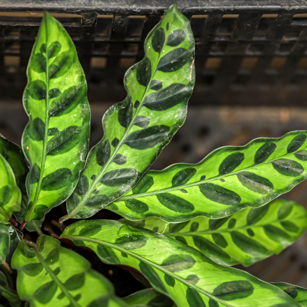 Calathea insignis - Korbmaranten