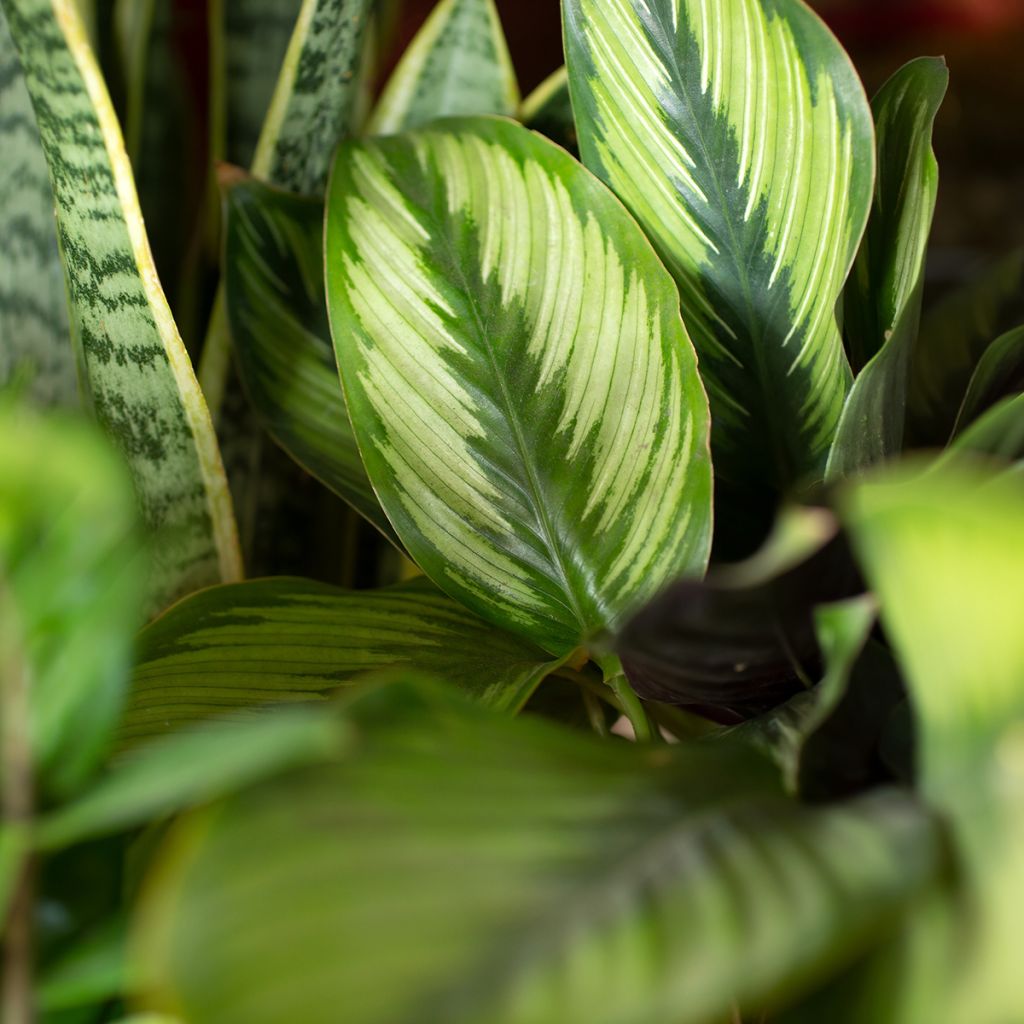 Calathea Meili - Korbmaranten