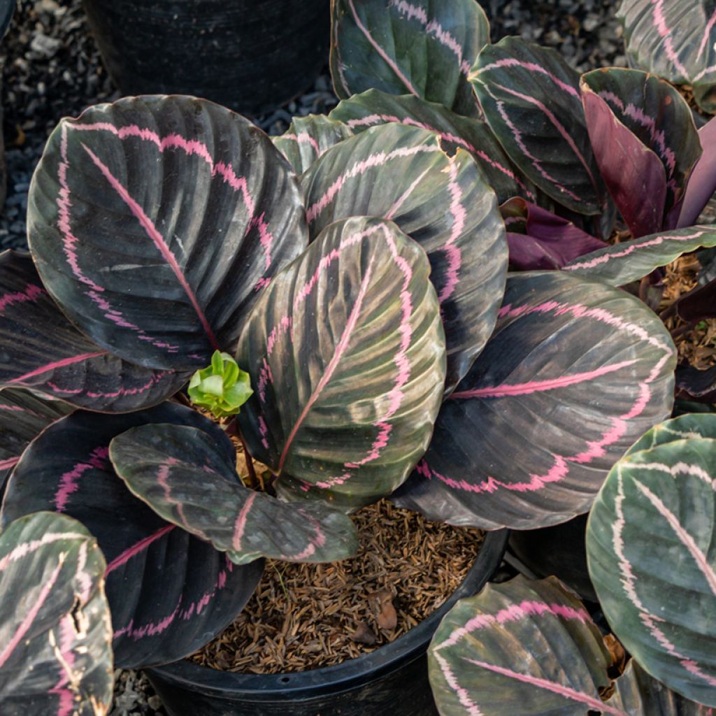 Calathea roseopicta - Korbmaranten