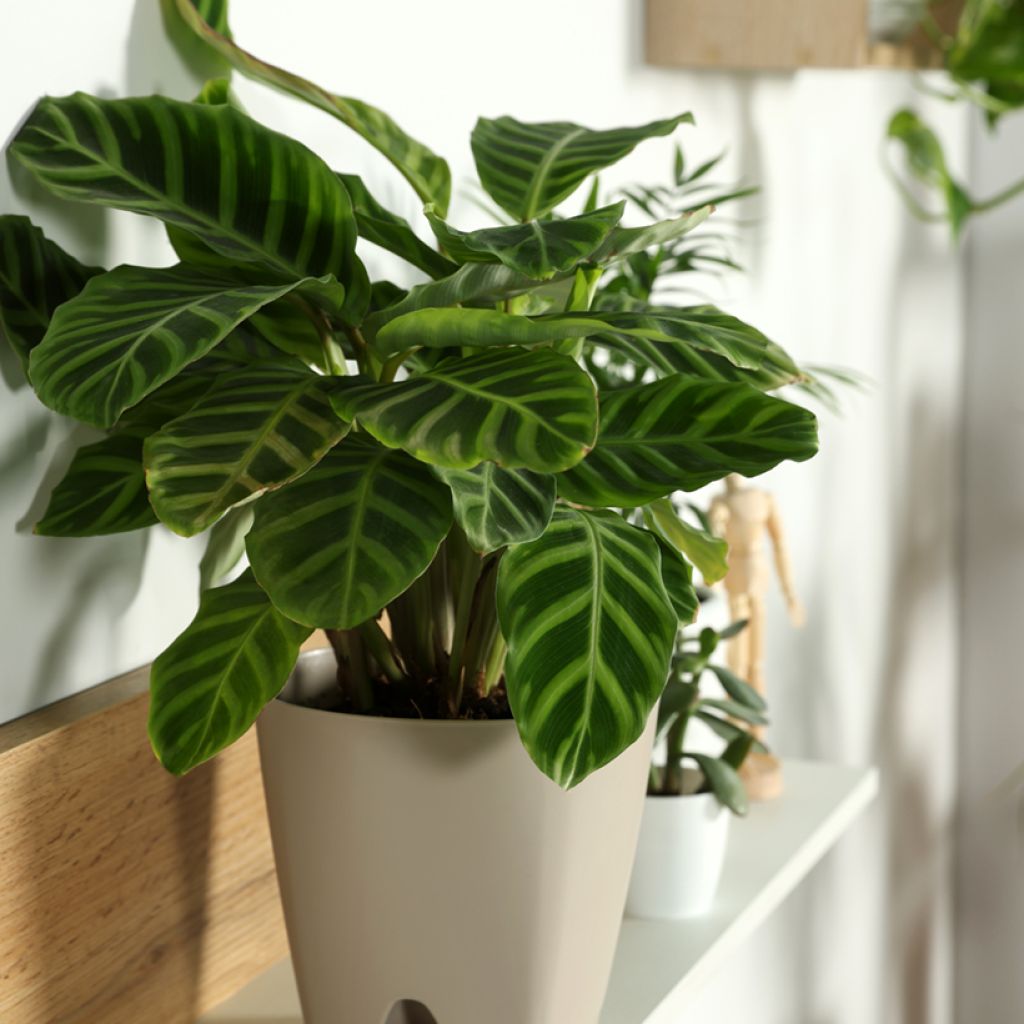 Calathea zebrina - Korbmaranten