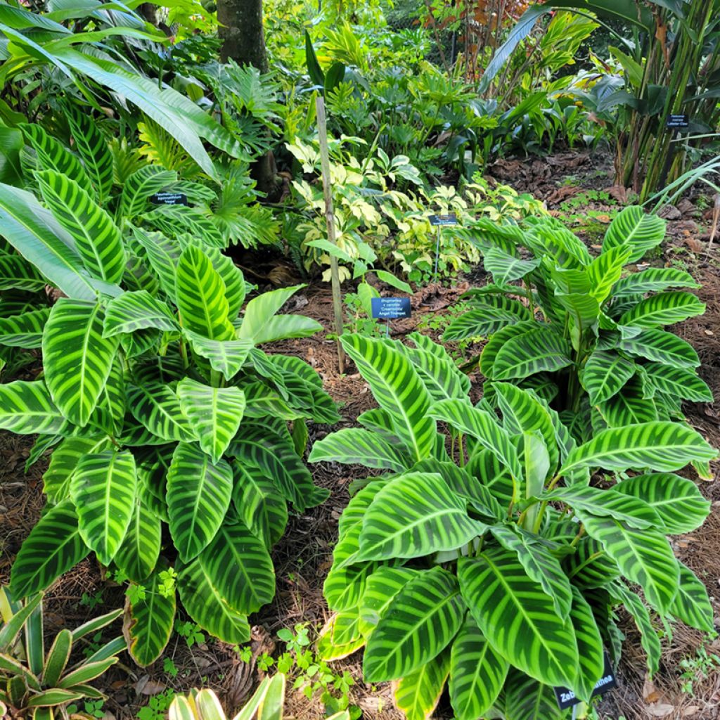Calathea zebrina - Korbmaranten