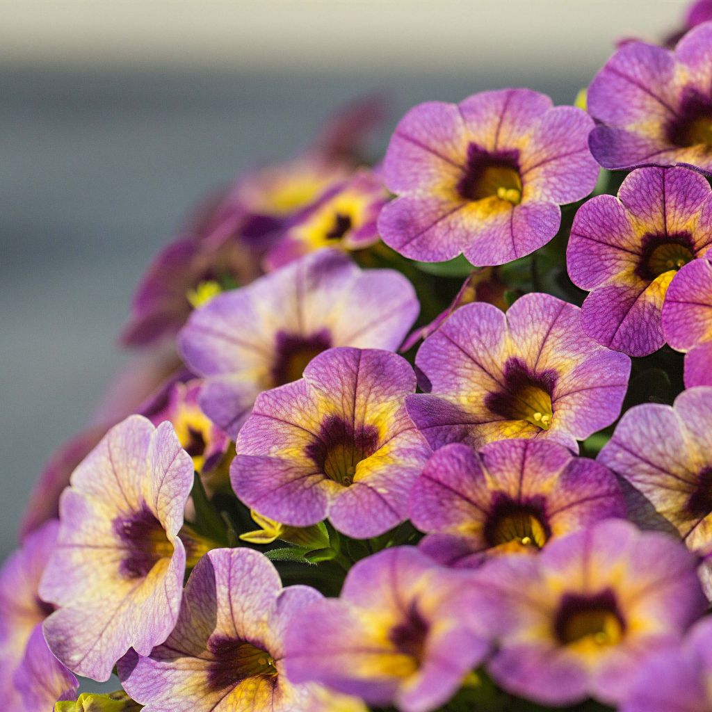 Zauberglöckchen Chameleon Blueberry Scone - Calibrachoa