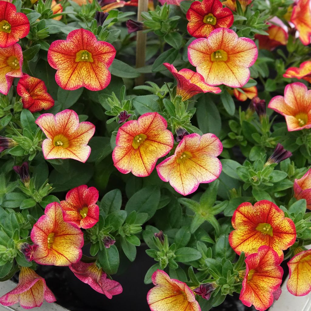 Zauberglöckchen MiniFamous Uno Bakari - Calibrachoa