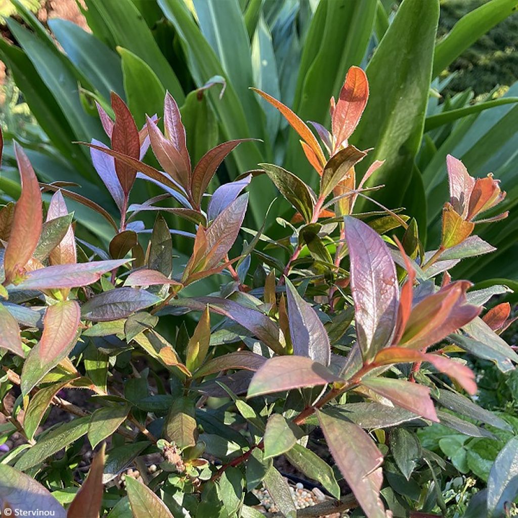 Callistemon citrinus Red rocket - Zylinderputzer