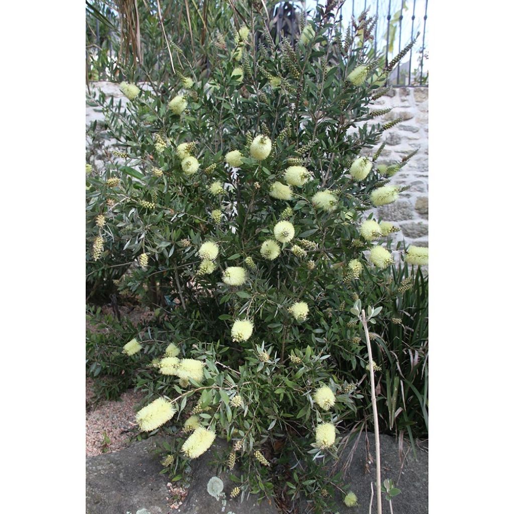 Callistemon citrinus Albus - Zylinderputzer