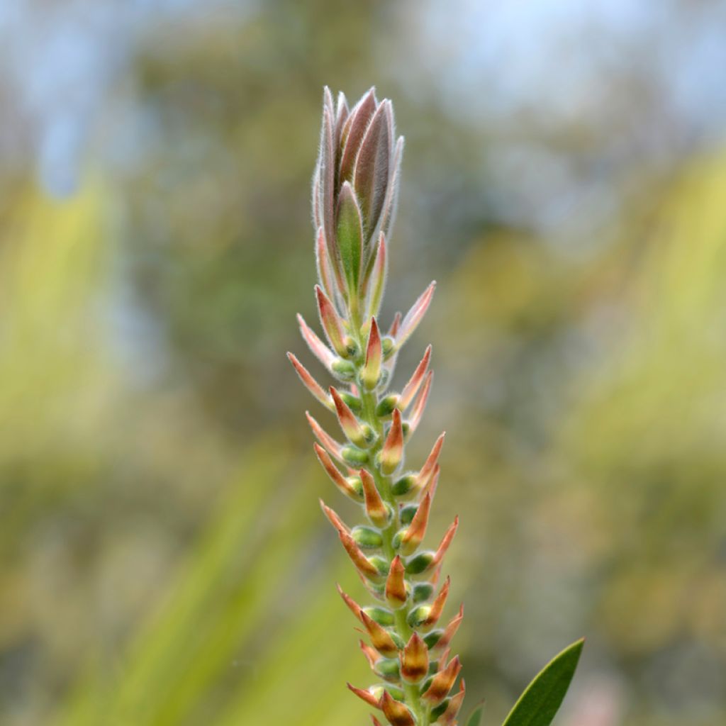Callistemon citrinus Splendens - Zylinderputzer