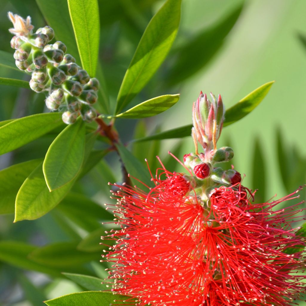 Callistemon citrinus Splendens - Zylinderputzer