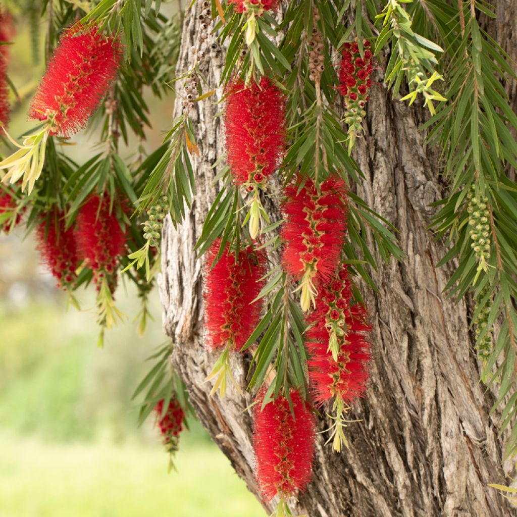 Callistemon viminalis - Zylinderputzer