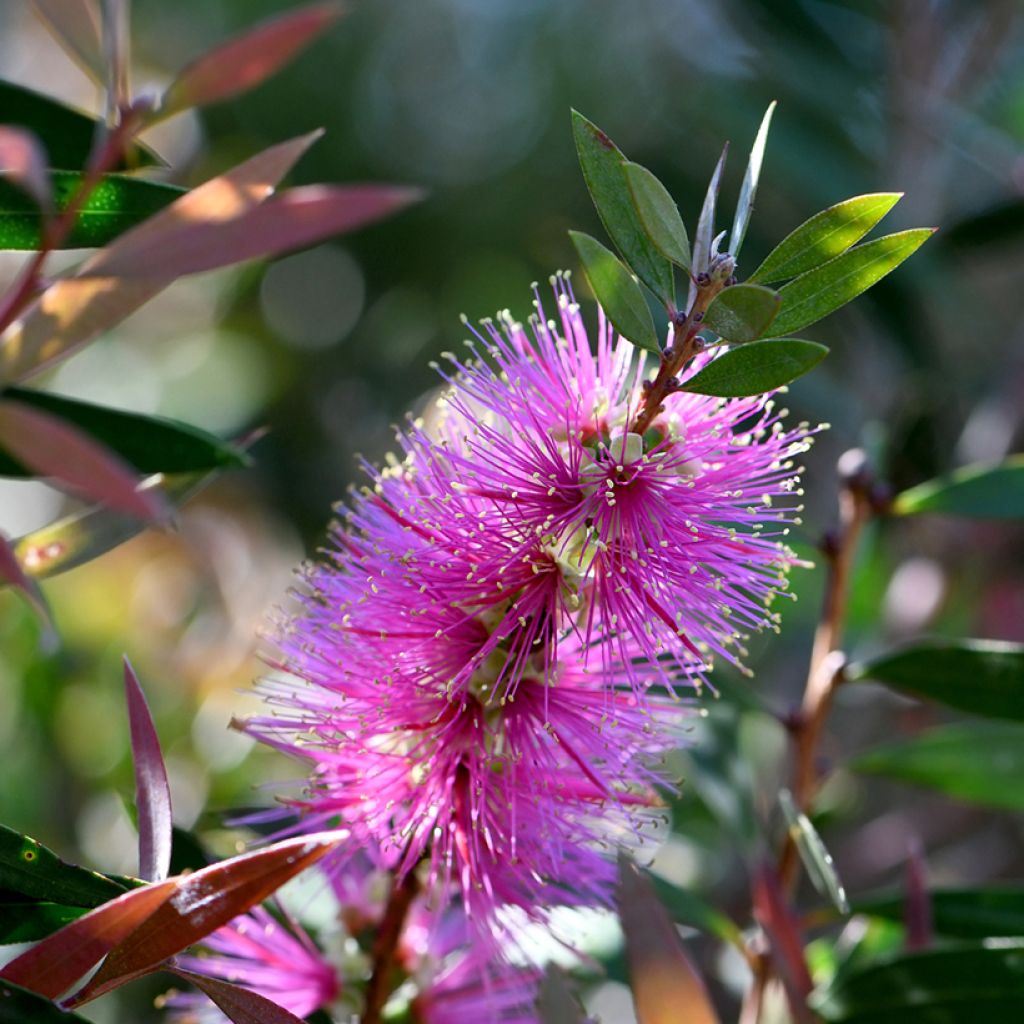 Callistemon violaceus - Zylinderputzer