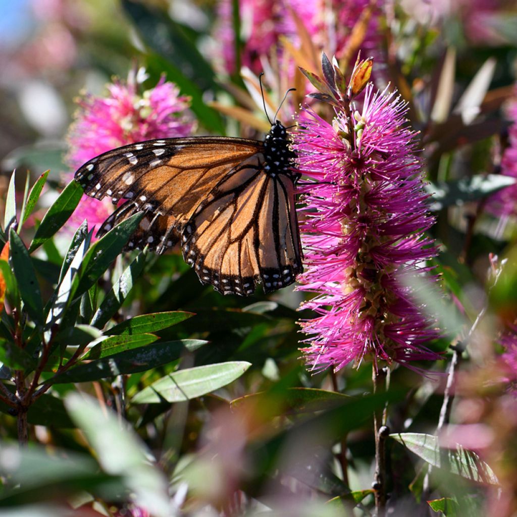 Callistemon violaceus - Zylinderputzer