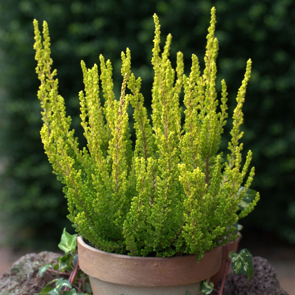 Besenheide Garden Girls Zeta - Calluna vulgaris