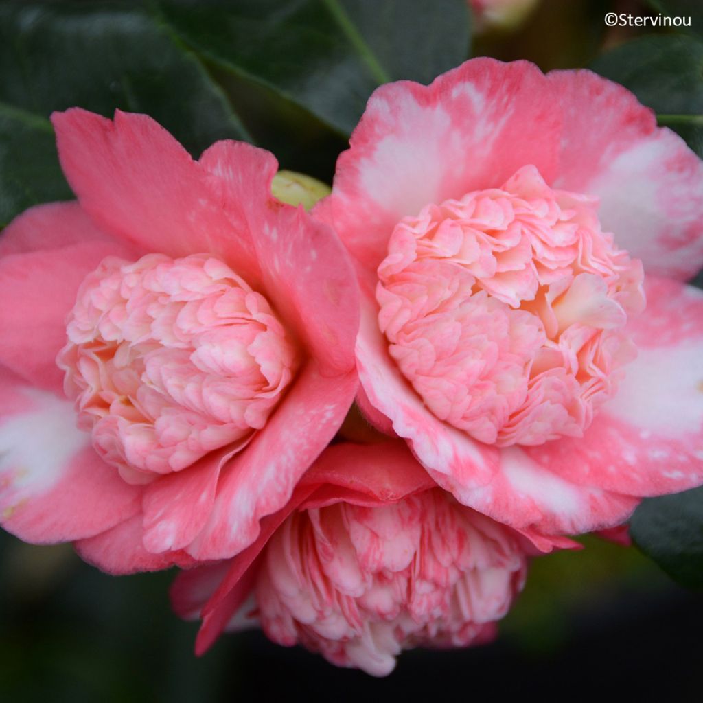 Camellia Baby Sis Pink - Japanische Kamelie