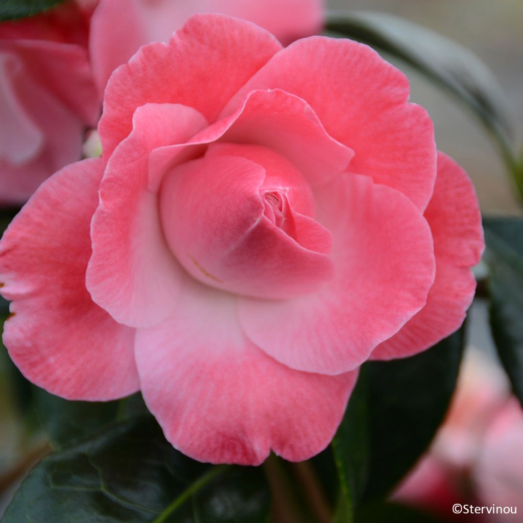 Camellia williamsii Buttons N Bows - Kamelie