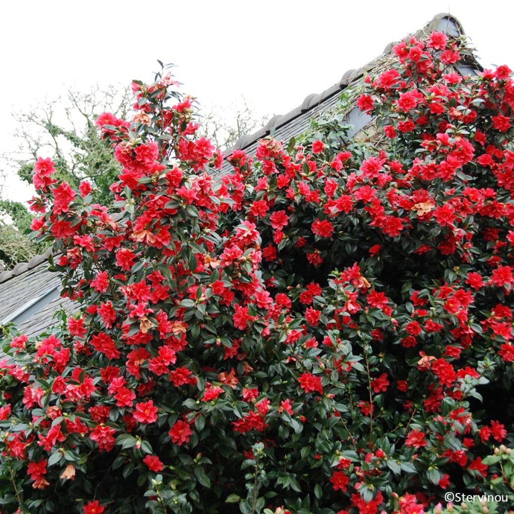 Camellia williamsii  Freedom Bell - Kamelie