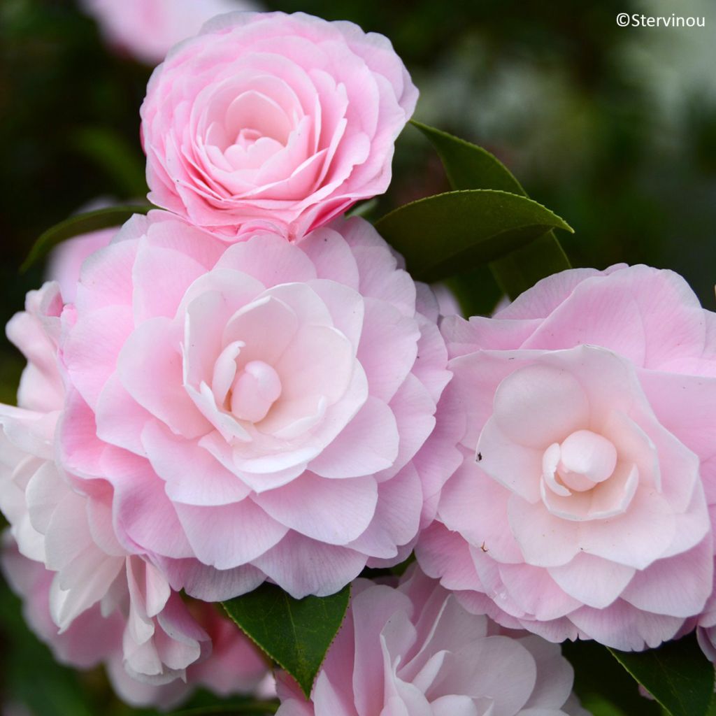 Camellia williamsii Mimosa Jury - Kamelie