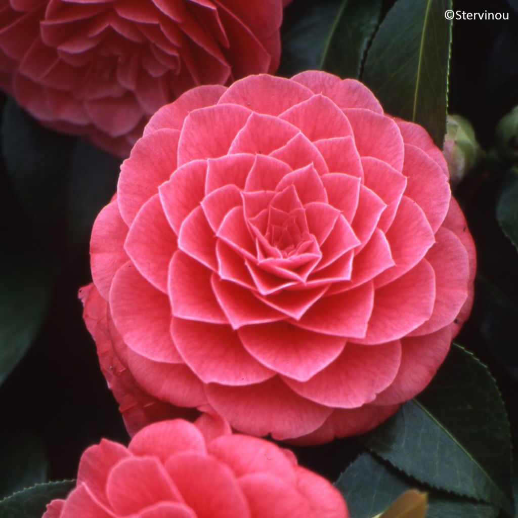 Camellia Spring Formal - Japanische Kamelie
