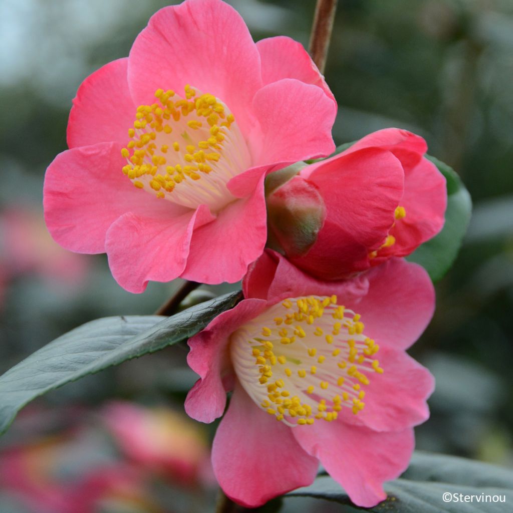 Camellia Ville du Havre - Japanische Kamelie