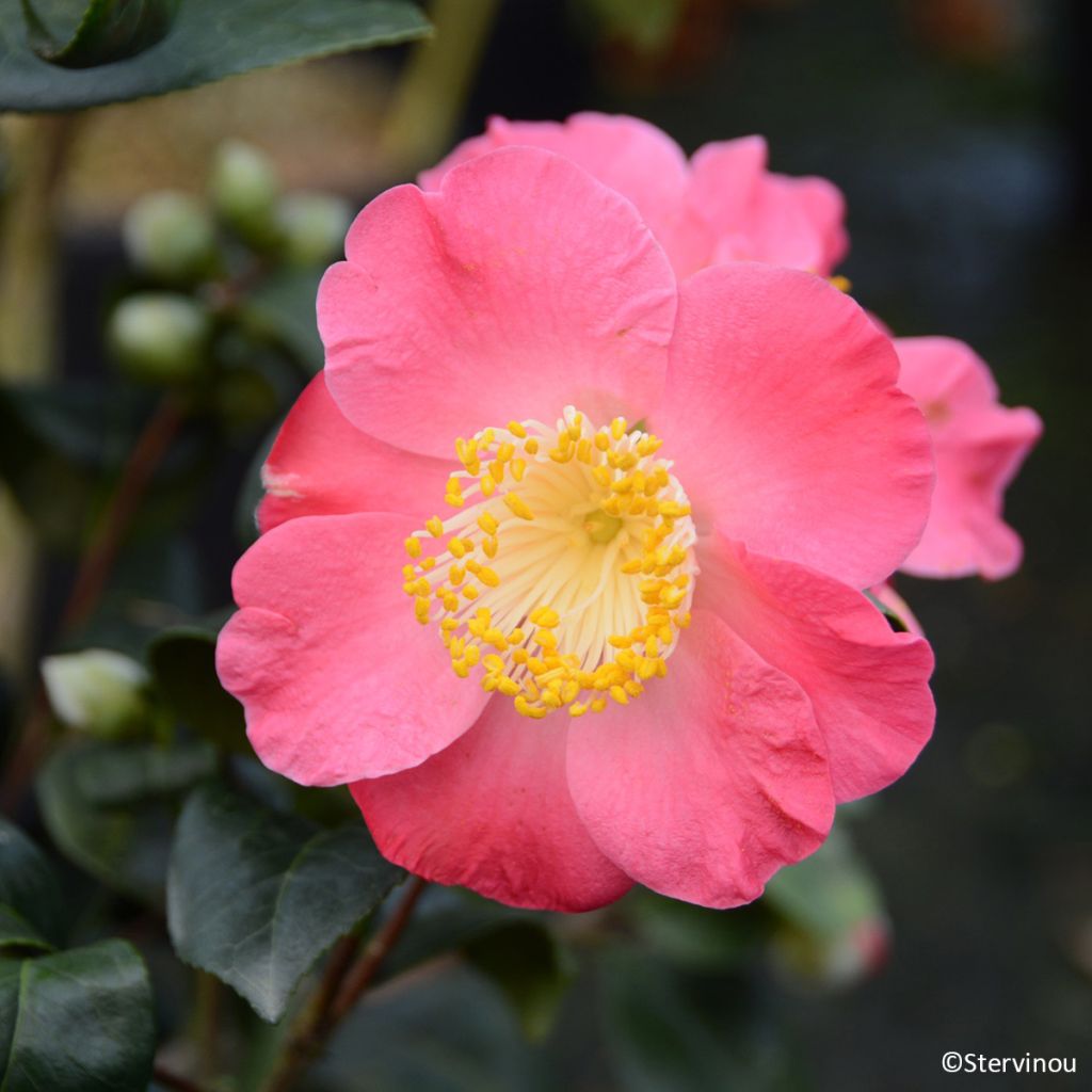Camellia Ville du Havre - Japanische Kamelie