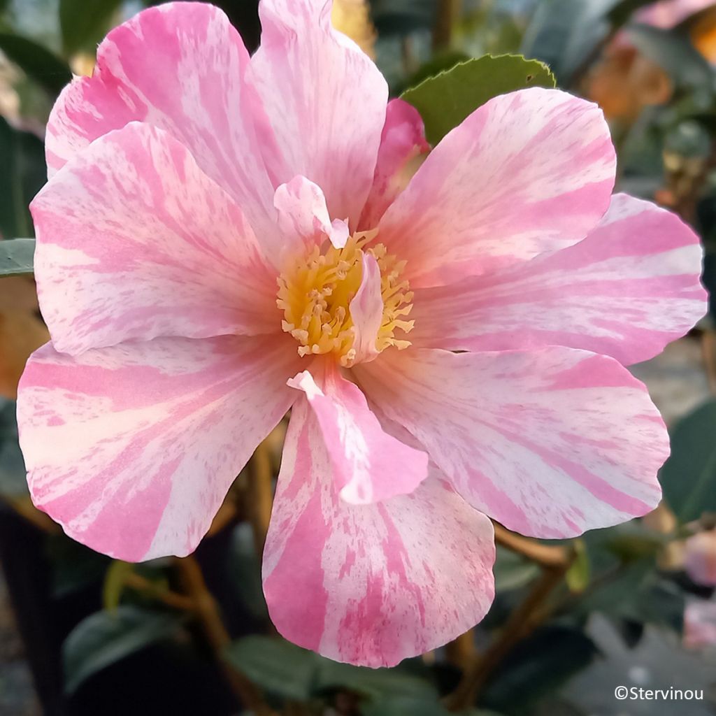 Camellia sasanqua Ashtar – Herbstblühende Kamelie
