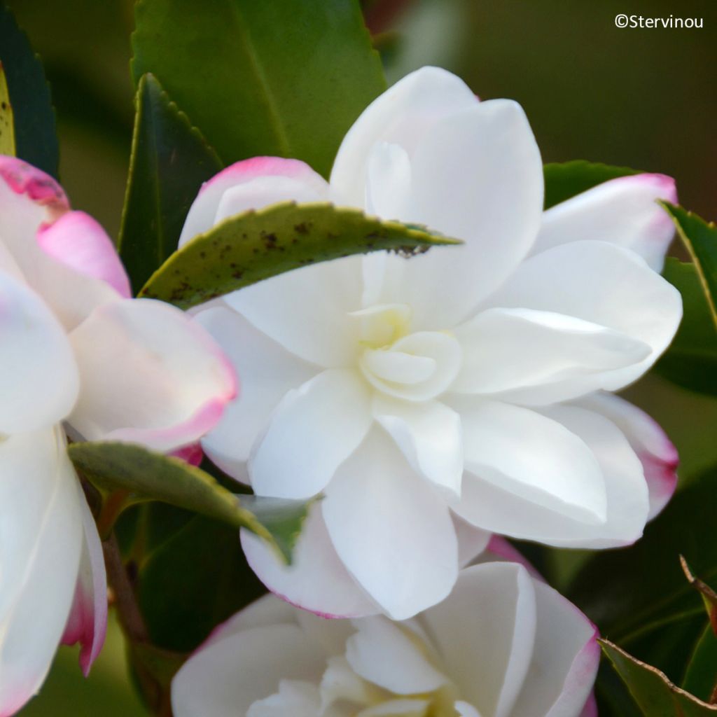 Camellia sasanqua Blush – Herbstblühende Kamelie