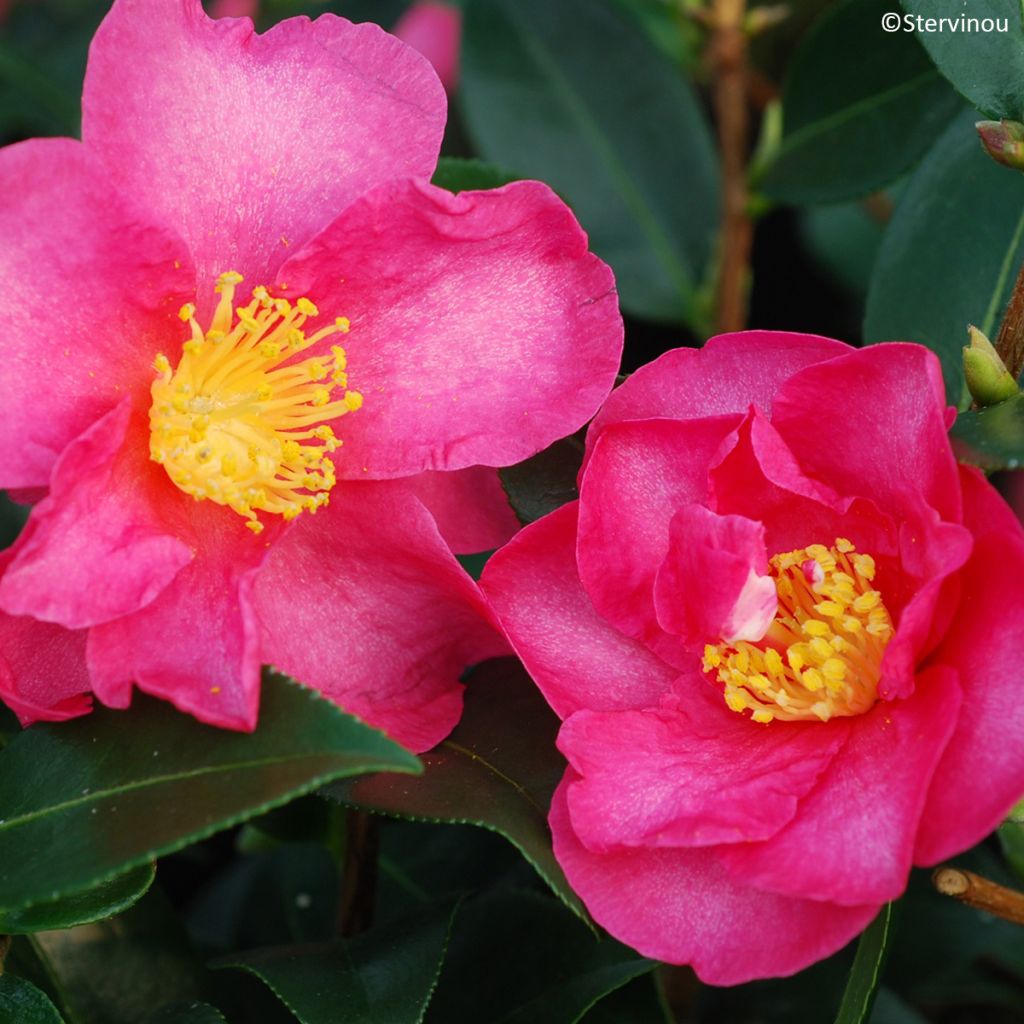Camellia sasanqua Hiryu - Herbstblühende Kamelie