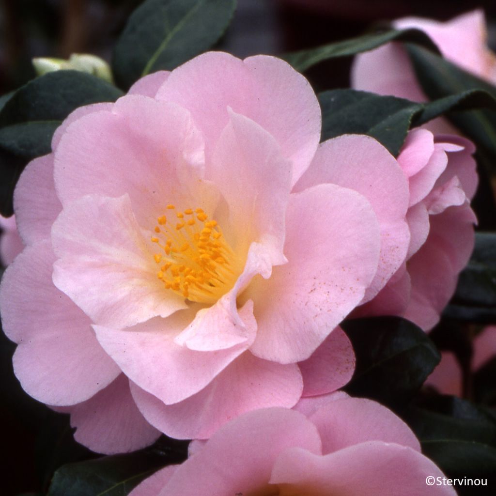Camellia Nicky Crisp - Kamelie