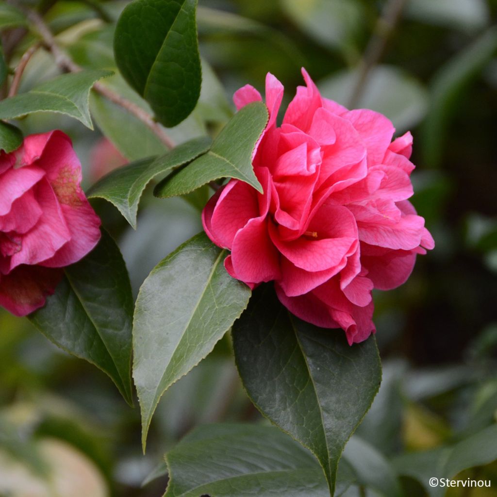 Camellia reticulata Illumination - Kamelie