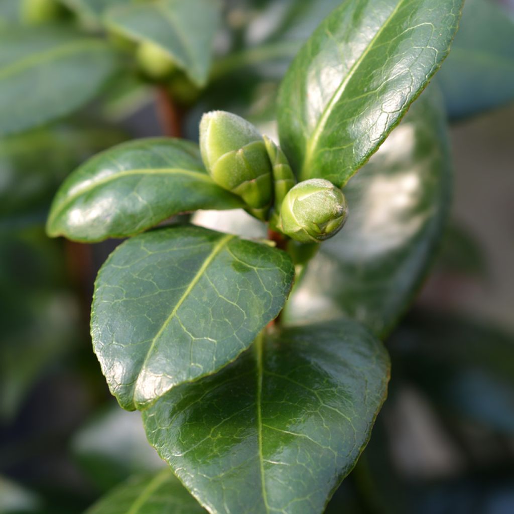 Camellia Dahlonega - Kamelie