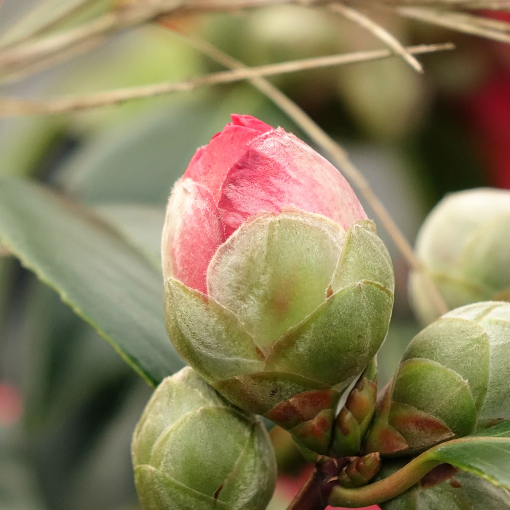 Camellia San dimas - Japanische Kamelie