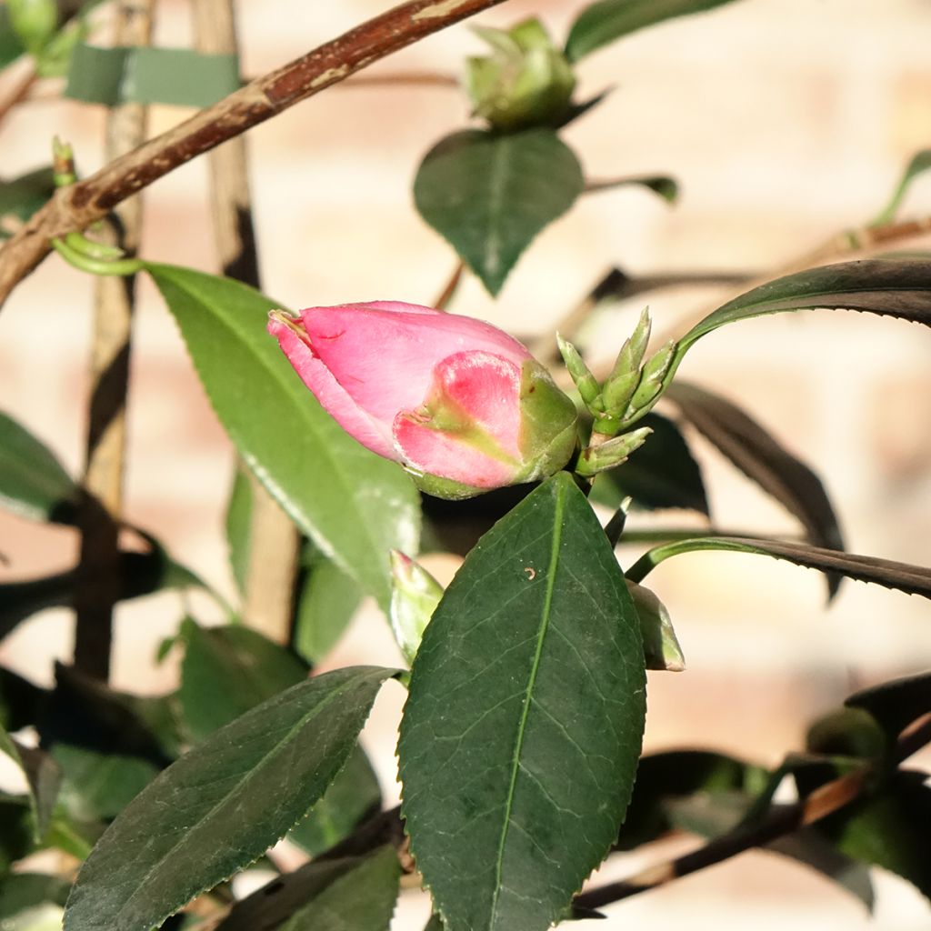 Camellia williamsii Tulip Time - Kamelie