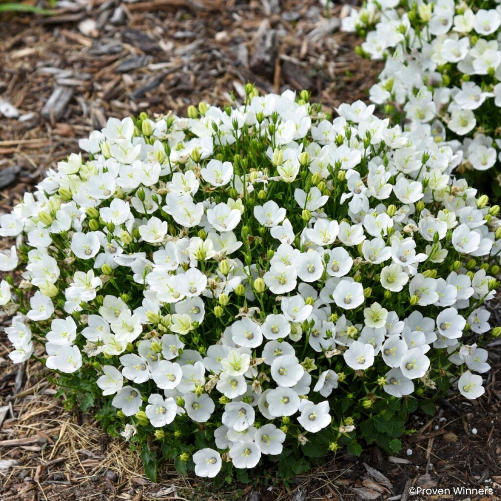 Campanula carpatica Mini Marvels Starbright - Karpaten-Glockenblume
