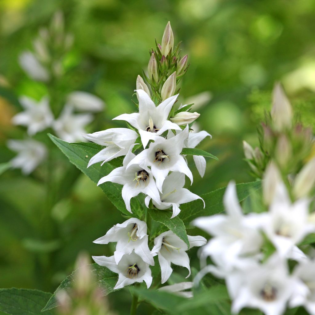 Campanula glomerata Genti White - Knäuel-Glockenblume