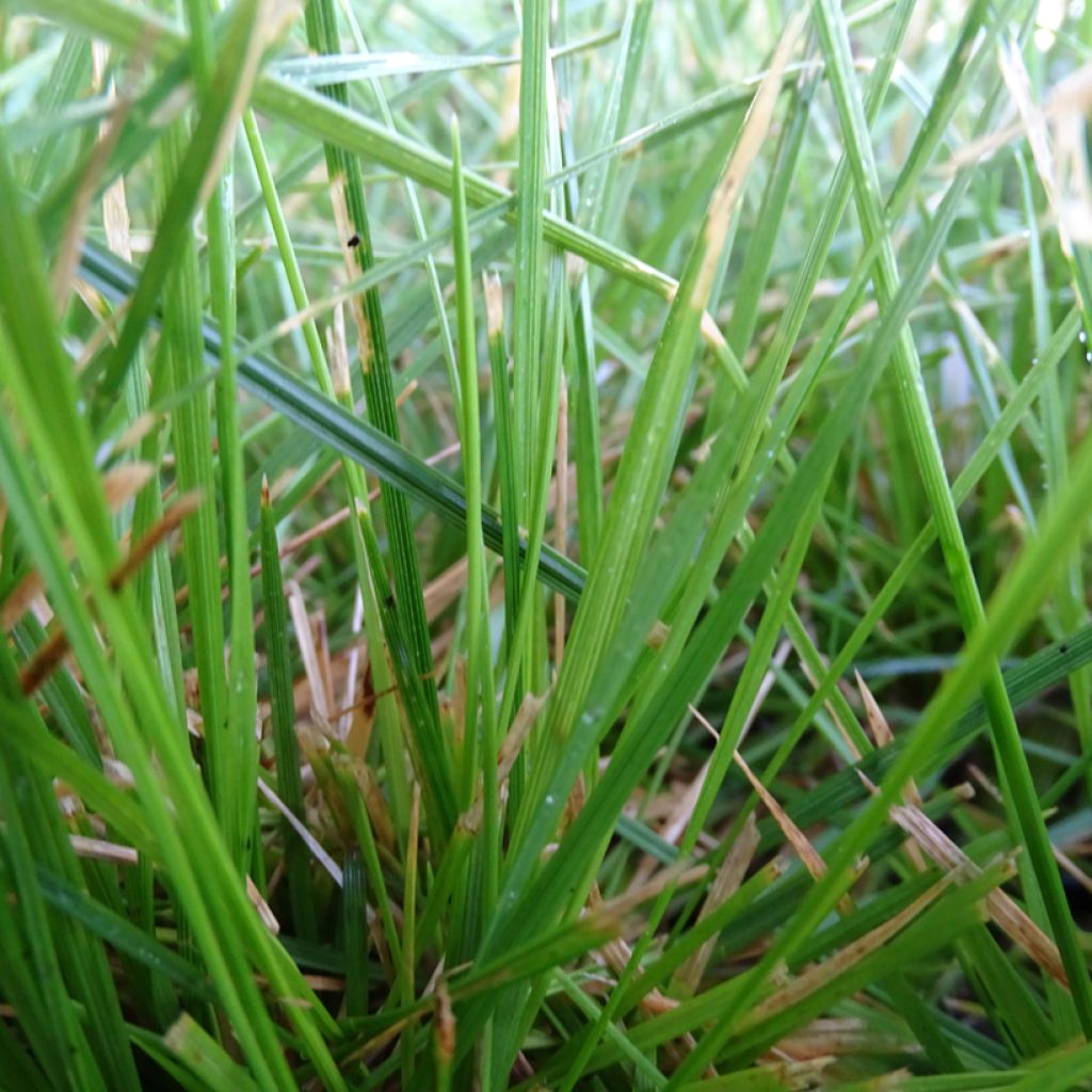 Canche cespiteuse Northern Lights - Deschampsia cespitosa