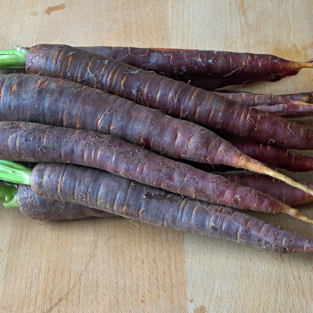 Möhre Purple Haze F1