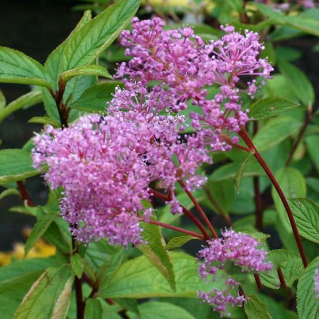 Säckelblume Perle Rose - Ceanothus pallidus