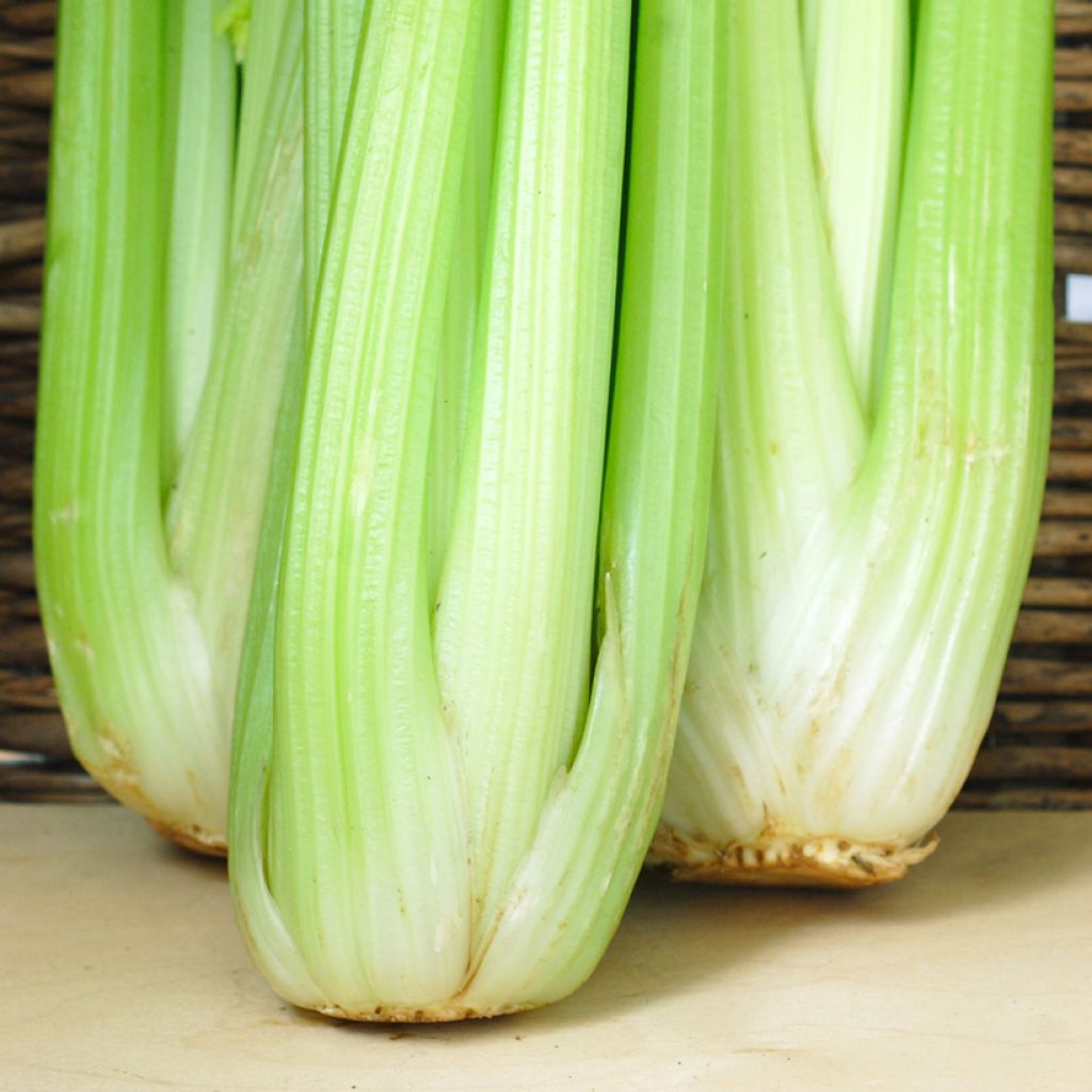 Echter Sellerie Lathom Self Blanching