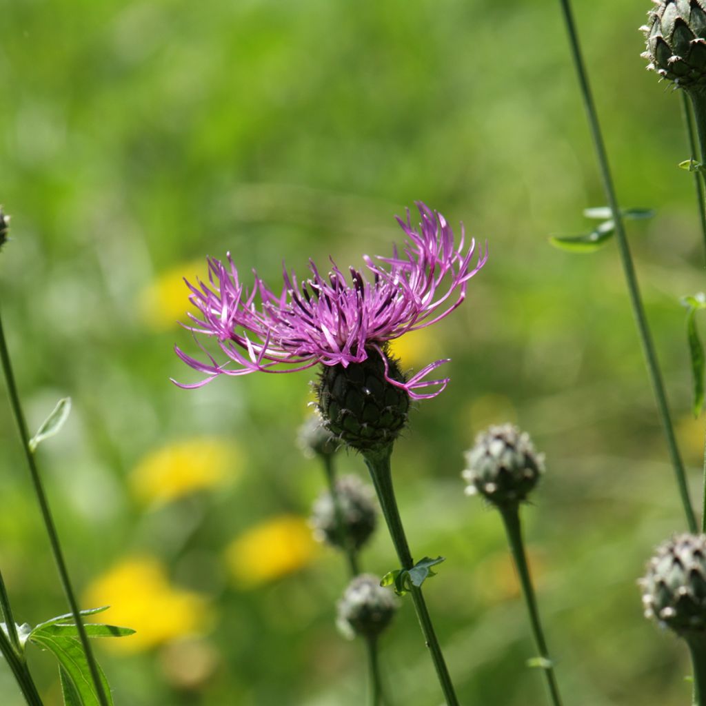Centaurea scabiosa - Skabiosen-Flockenblume