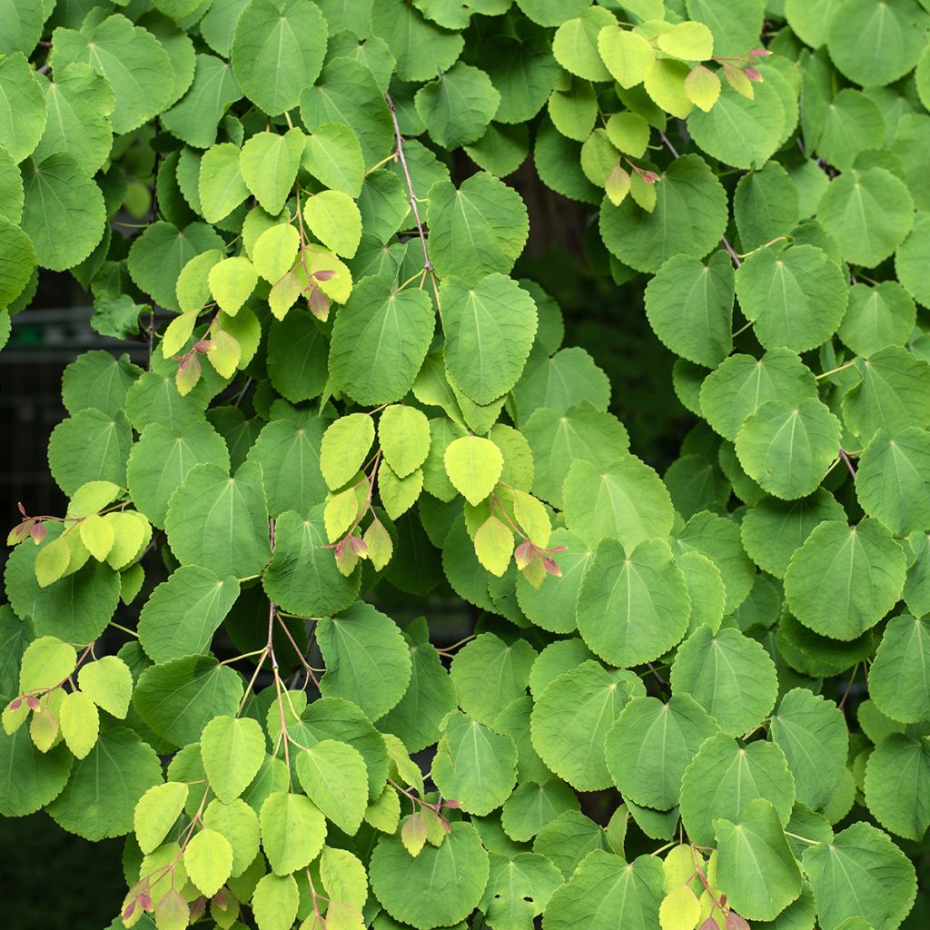 Japanischer Kuchenbaum (samen) - Cercidiphyllum japonicum