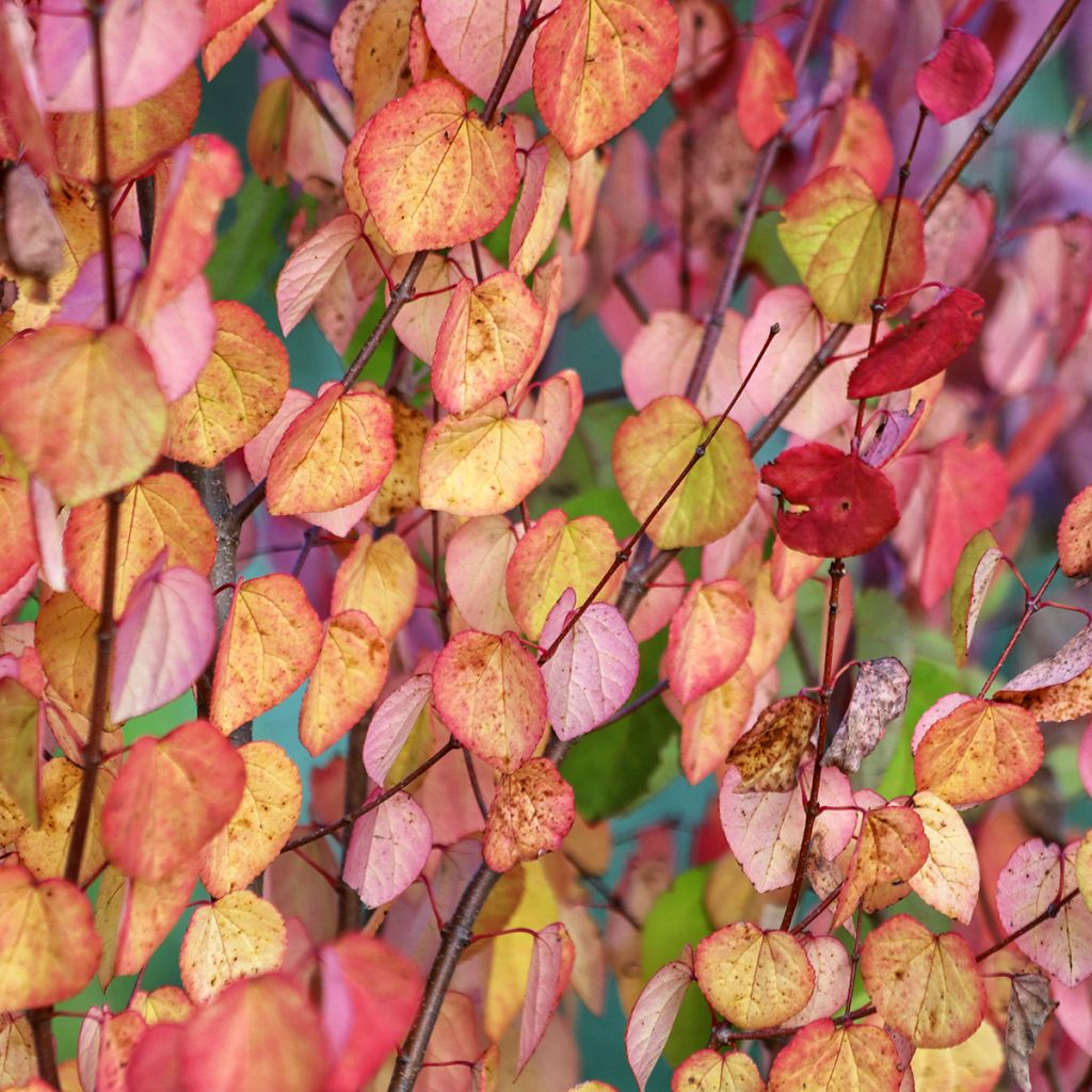 Japanischer Kuchenbaum (samen) - Cercidiphyllum japonicum