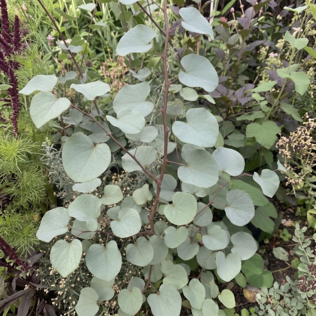 Cercis griffithii Blue Lagoon - Gainier de Griffith