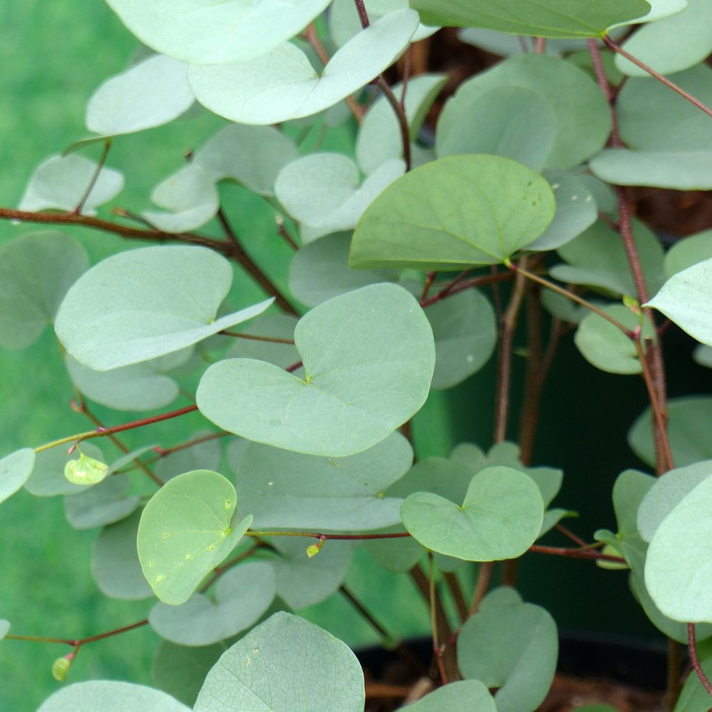 Cercis griffithii Blue Lagoon - Gainier de Griffith